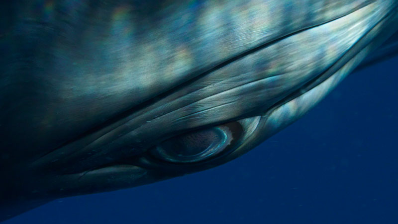 Minke Whale Eye by Bryant Austin