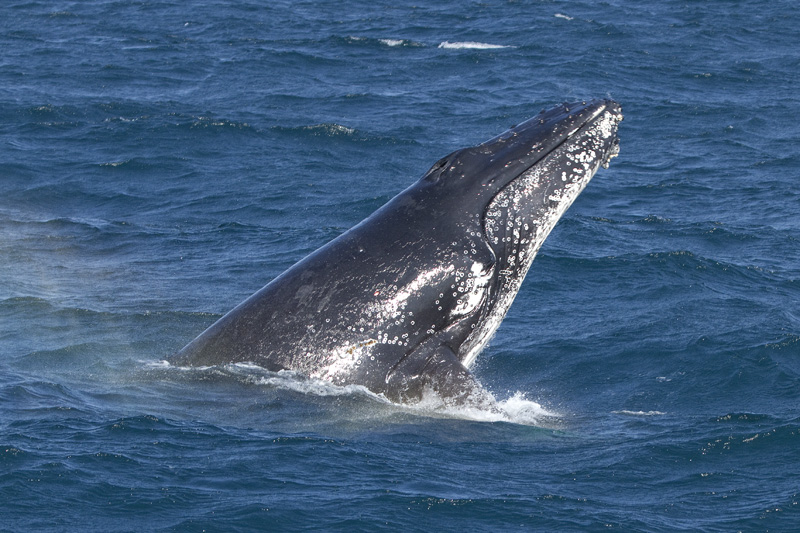 Humpback Whale - Whalespotter