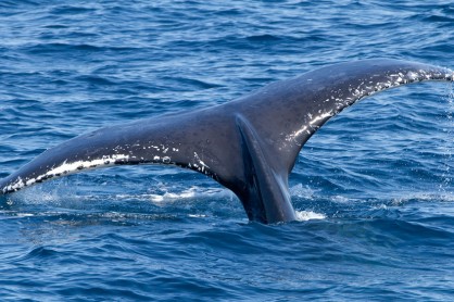 whale 3