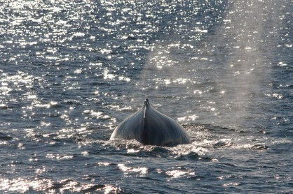 whale 4