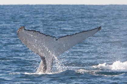 whale 5