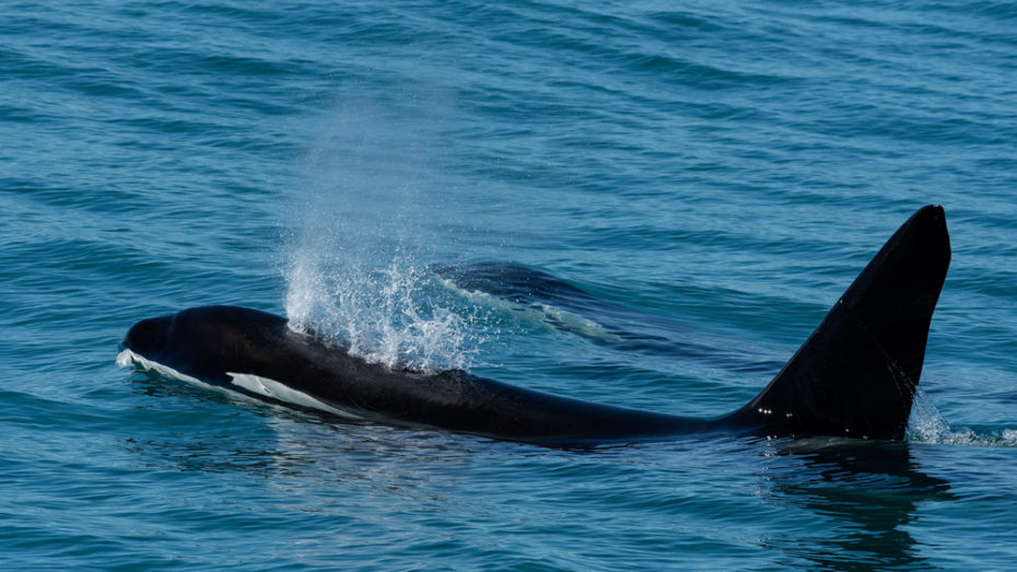 The Toothed Whales - Whalespotter