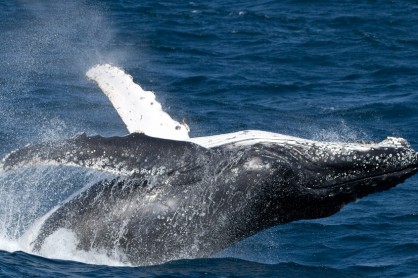 whale 6