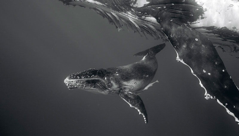 Humpback Whale Mother & Calf by Bryant Austin