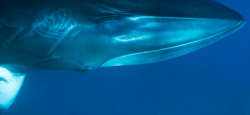 Minke Whale by Bryant Austin