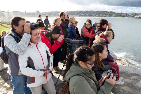 Bondi Whale Festival 2013