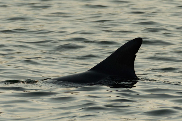 Flying Solo - Sydney's Solitary Dolphin