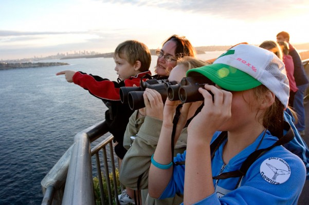 Whale Watching - North Head, Sydney 2014