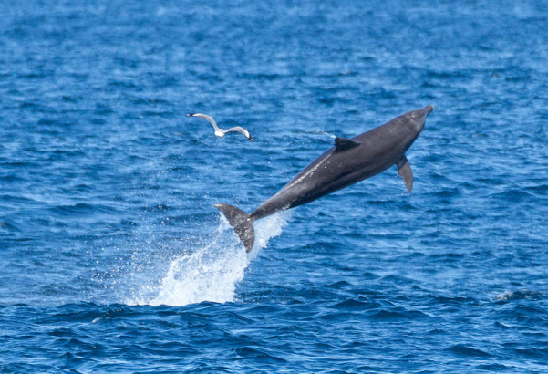 Whale Dreamers Festival 2014 - Simply Magic!