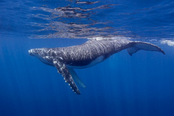 Deep Blue Dreaming - Tonga 2014