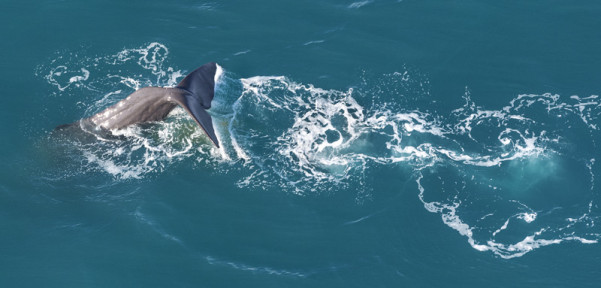 I Can See For Miles - Wings Over Whales Kaikoura