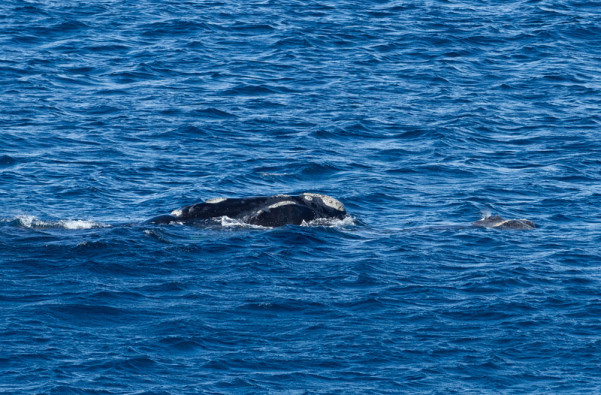 Southern Right Whale - Whalespotter