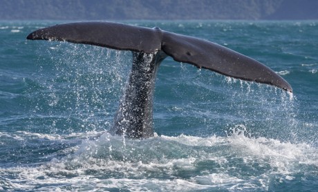 Into the Deep - The Sperm Whales of Kaikoura