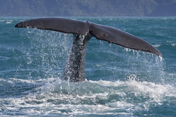 Into the Deep - The Sperm Whales of Kaikoura