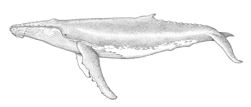 WW-Humpback