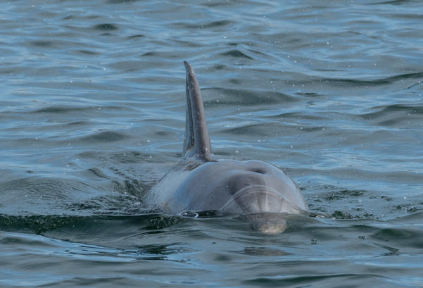 Adelaide’s Port River Dolphins