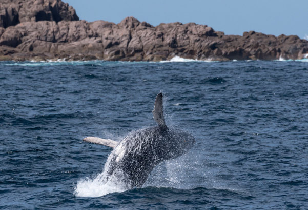 Day Tripping to Port Stephens