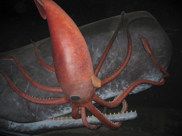 WS-Sperm_whale_and_giant_squid2