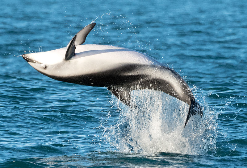 strap toothed whale