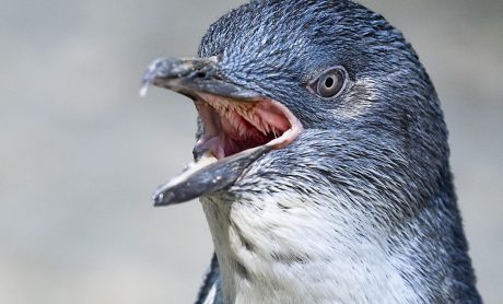 2026 'Penguin Pandemonium' Desk Calendar