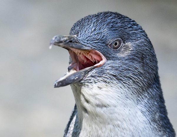 2026 'Penguin Pandemonium' Desk Calendar